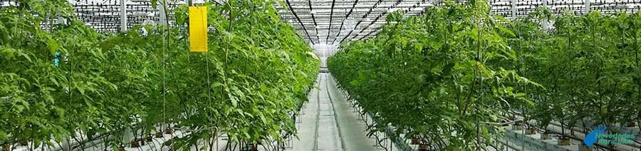 Carbonic Fertilization Levels in Greenhouses